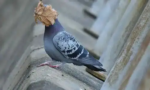 搞笑万物有灵,抓拍大自然的瞬间
