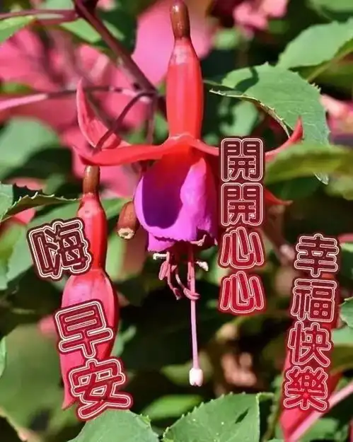 微信最新特别漂亮早上好动态图片带字清晨问候早上好的幽默句子大全
