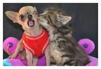 如果猫猫狗狗会说话而且还生活在一起,那会有多欢乐
