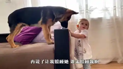 自从听到要看孩子,德牧就是这副表情,太搞笑了哈哈
