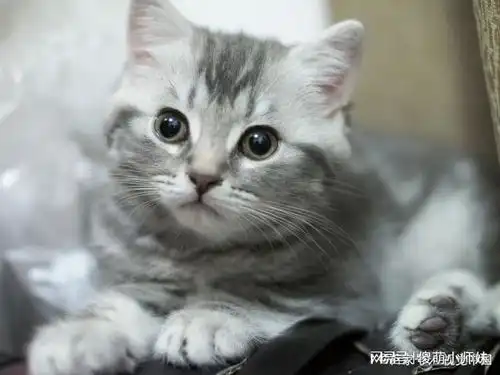 银渐层猫的优缺点揭秘银渐层猫的神秘面纱,是爱猫者的完美选择

