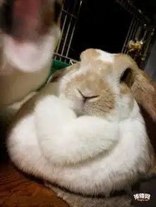 搞笑hao123上网导航

