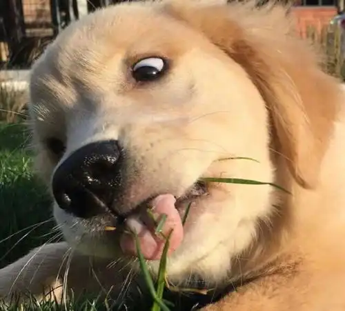 教你分析成分挑狗粮
