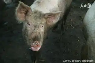 土豆用途多,催肥赚钱效果好
