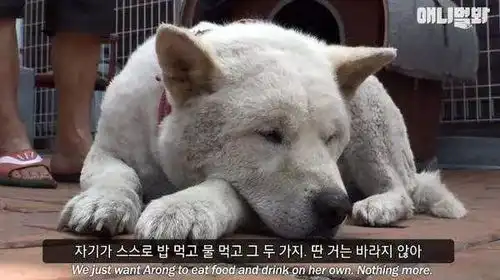 好友去世,老狗绝食两月...可这最后的结局,却让人笑喷了
