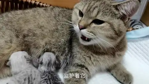 猫咪生下5只小崽儿,累成狗,主人忍不住心疼
