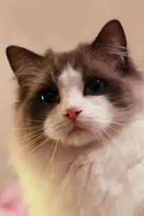猫咪控快来,拿走不谢
