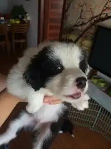 买边牧小狗头大点好,还是小点好
