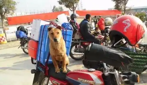 过年回家,比买不到票更闹心的是,我的狗怎么办
