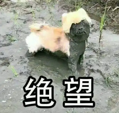 噩耗,4月份进口猫狗粮什么都进不来,新西兰泰国加拿大都更加凉凉
