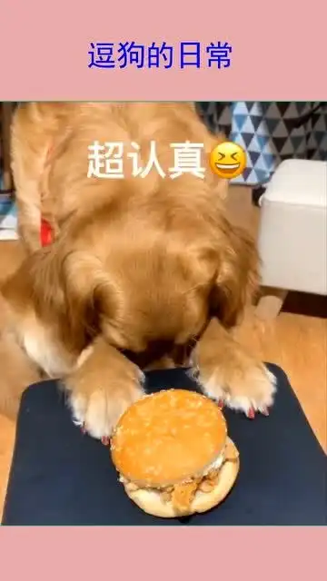超搞笑狗狗日常,感觉它们不去当喜剧演员真是浪费了
