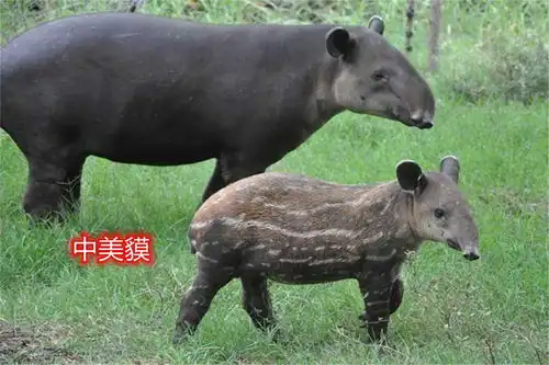 壮得像头驴,灵活的鼻子不输大象,幼崽却很像小野猪
