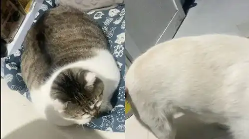 猫咪偷吃狗粮被主人抓住,体型对比惹爆笑猫胖成球,狗瘦到见骨
