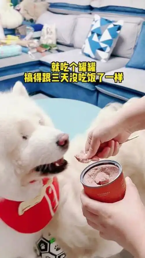 就吃个罐罐,搞得跟三天没吃饭了一样萌宠好物宠物零食家有馋狗

