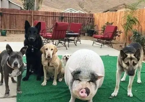 狗狗能不能吃猪肉为什么狗粮中看不到猪肉的成分
