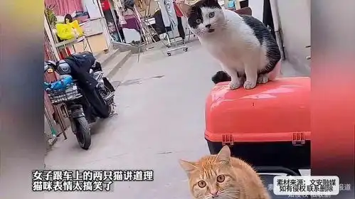 女子跟车上的两只猫讲道理,猫咪表情太搞笑了
