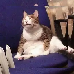 20张简笔的猫不要怀疑没有喵们办不到的姿势
