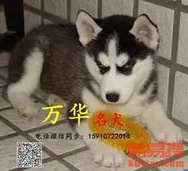 纯种哈士奇价格纯种哈士奇多少钱纯种哈士奇图片