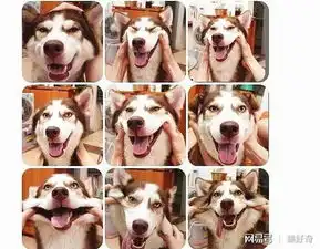 一组图带你分清狼和二哈的区别
