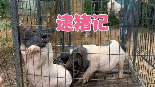 和豆爸一起把7头小香猪逮到野外放养小猪吓得失了魂,太有趣了
