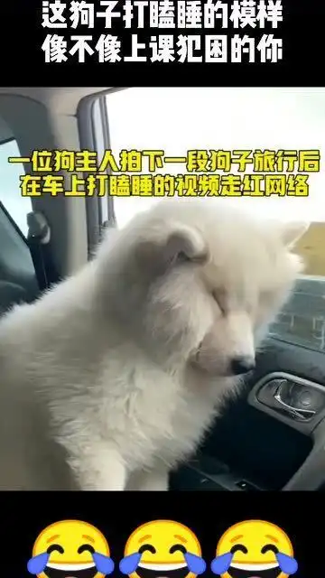 旅游归来车上,狗狗累到打瞌睡,下一秒主人爆笑
