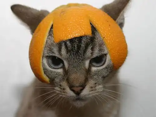 猫咪戴着橘皮帽子的搞笑照片
