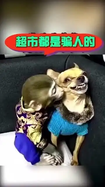超搞笑的小猴子,你瞅瞅跟狗子多亲呀,真是太可爱了

