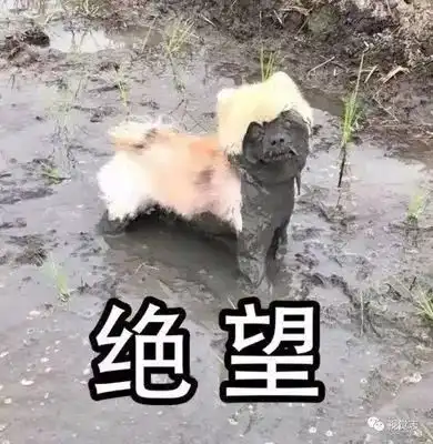 日日落雨日日浸,强降雨未结束,又有台风杀到
