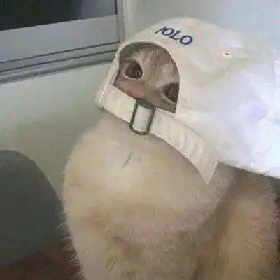 沙雕头像精选沙雕头像大全

