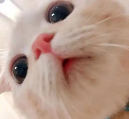 主人给受伤橘猫加餐,虎斑亲眼目睹全过程,虎斑我就是你捡来的
