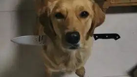 什么叫真正的开心成狗,乖巧成猫,累成一滩
