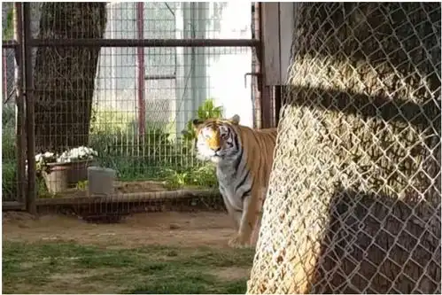 有人举报动物园用猫冒充老虎,网友看完视频笑哭确定无疑
