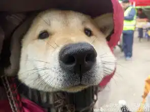 春运搞笑图狗子有钱没钱,回家过年
