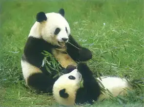 看熊猫不用去四川,太湖边上的熊猫王国等你探秘
