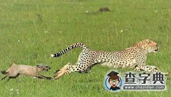 你知道你丢了豹子家族的脸面吗搞笑图片
