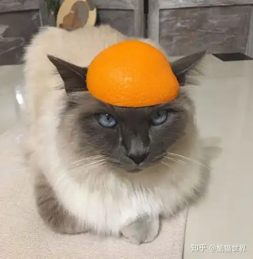 猫咪戴着橘皮帽子的搞笑照片
