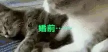 二蛋爆笑趣图婚前婚后,被两只小猫完美的展示,太形象了
