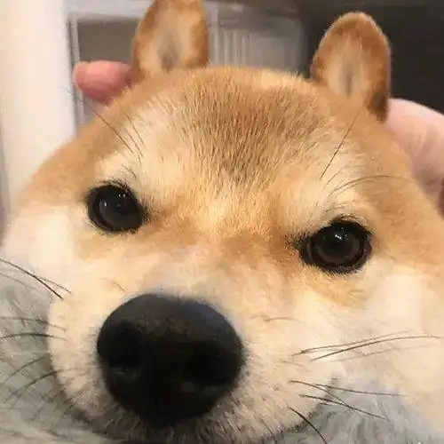 可爱有趣的头像
