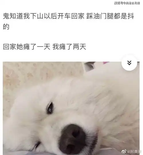 遛狗把狗遛累了是什么样的体验这白眼翻的太委屈了,哈哈哈
