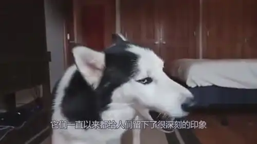 两只哈士奇打架,剩下的两只也来助阵,这场面也太搞笑了吧
