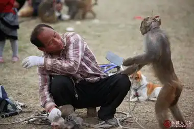 猴子杀人啦
