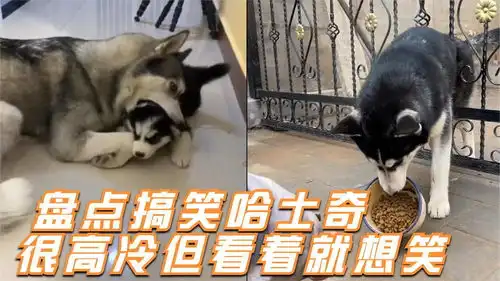 二哈犯蠢名场面,参加国际比赛引全场爆笑,网友不愧是你
