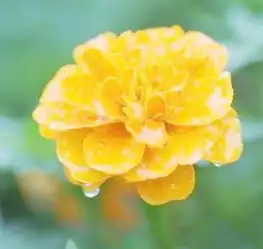 下周贵人进门,财神撑腰,存款暴涨,偏财横行,必成上等人的生肖
