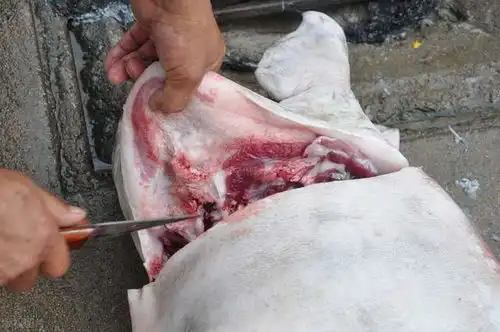 农村过年杀猪,自己宰杀的猪不能卖,网友可以卖腊肉吗
