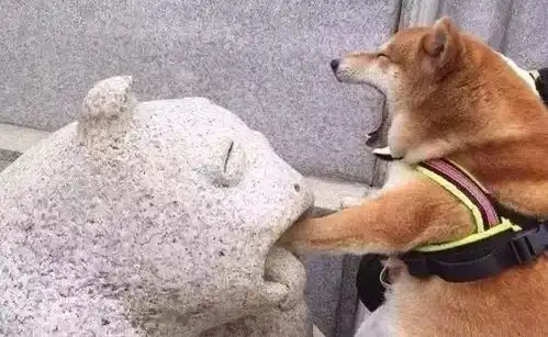如果有一只柴犬却不撸,那将毫无意义柴犬我不要面子的啊
