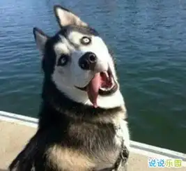 非常搞笑的说说带图片能让人狂赞的逗比说说
