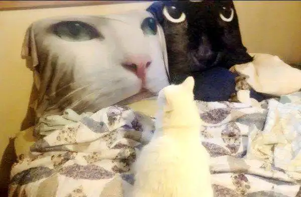 搞笑图片幽默段子笑话我做的猪脚花生汤,就那么难喝吗
