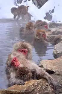 日本猴子泡温泉引众游客围观拍照
