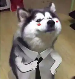 当狗狗遇到镜子,会有什么反应
