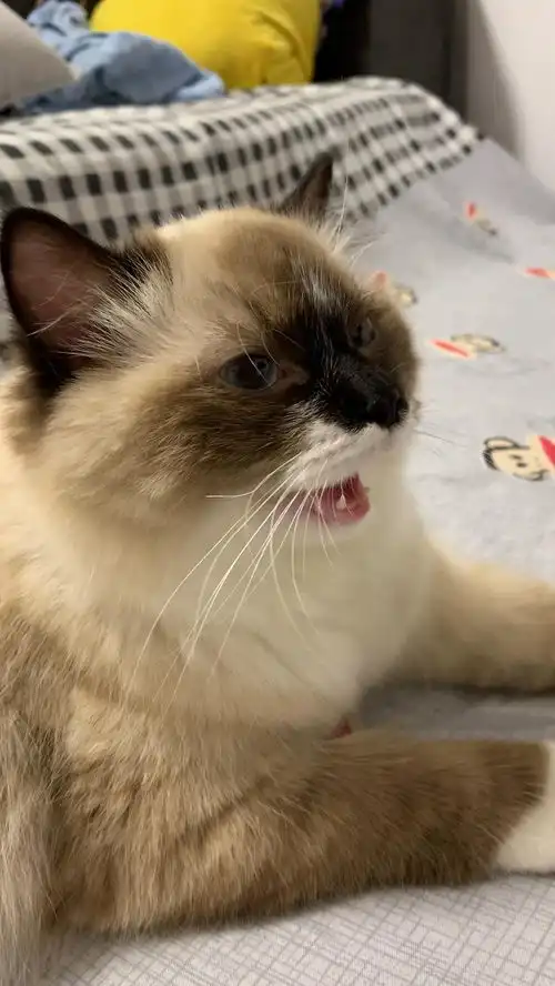 猫真的能累成狗样吗
